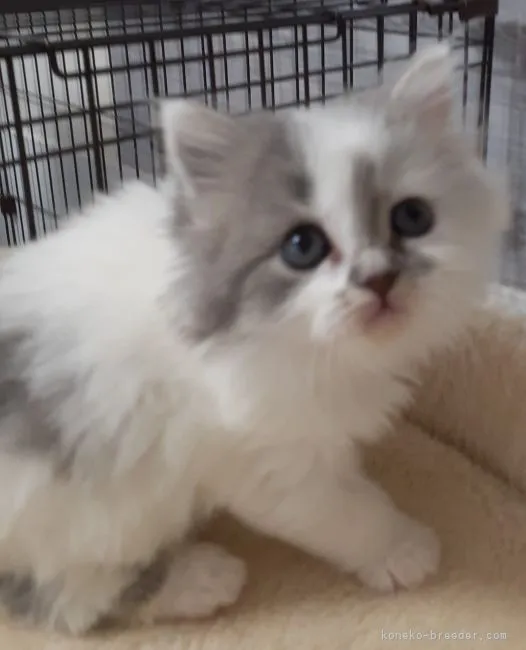 ID:2203-01352の子猫