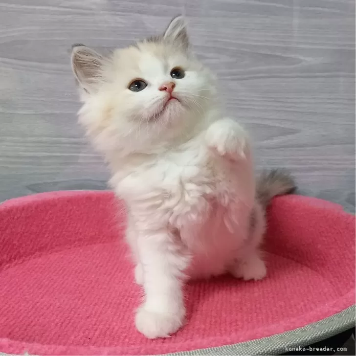 ID:2404-02663の子猫