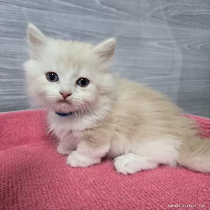 ID：2410-00980の子猫