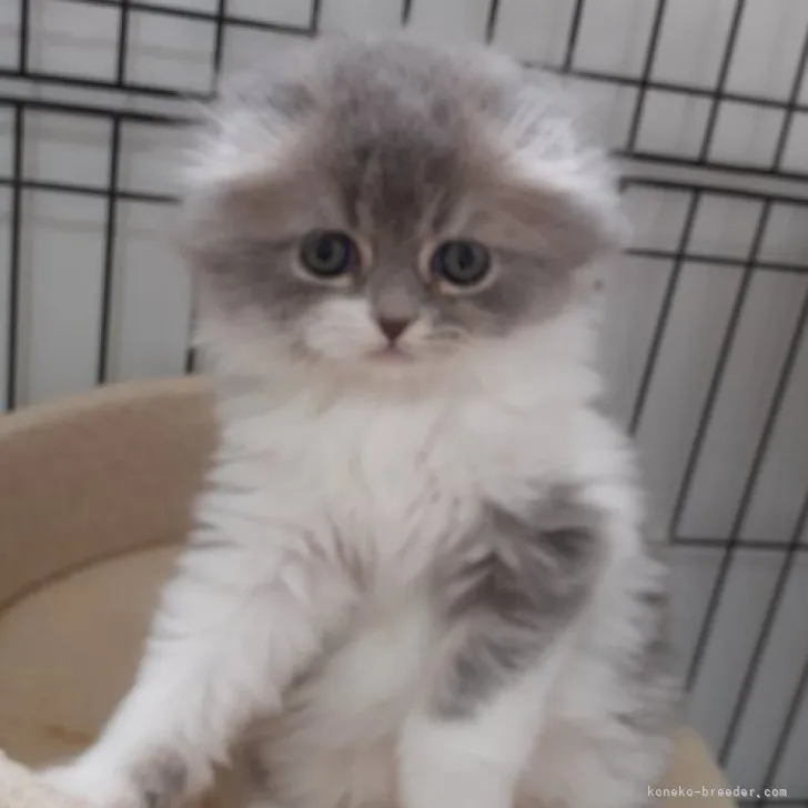 F.O 様のお迎えした子猫