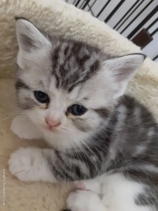 ID：2104-02361の子猫