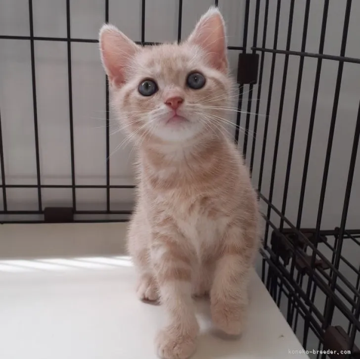 ID：2306-02366の子猫