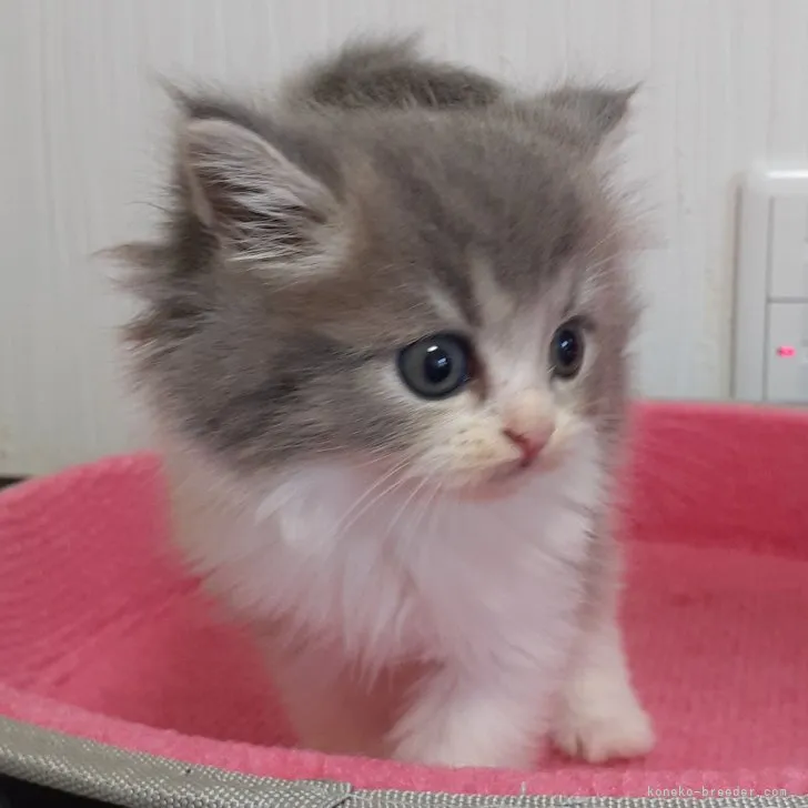 ID：2307-01449の子猫