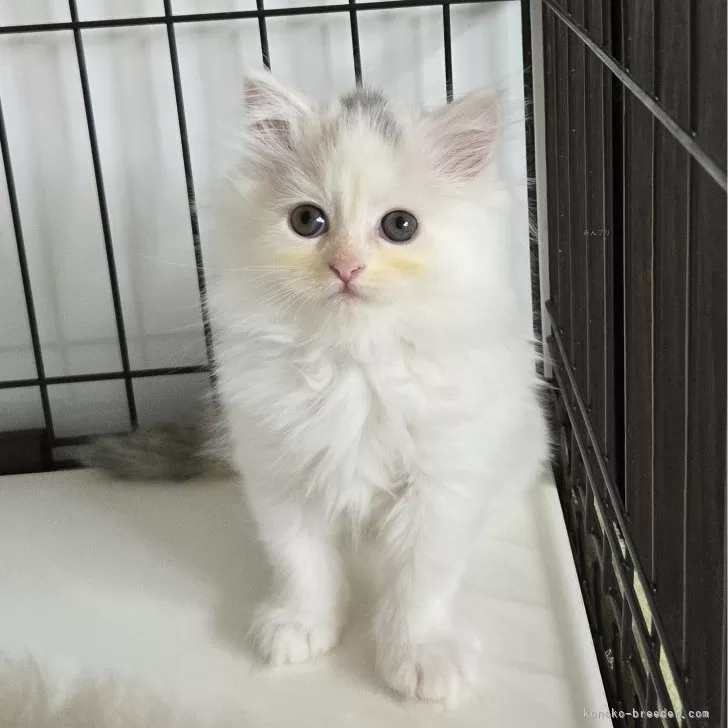 ID：2410-02622の子猫