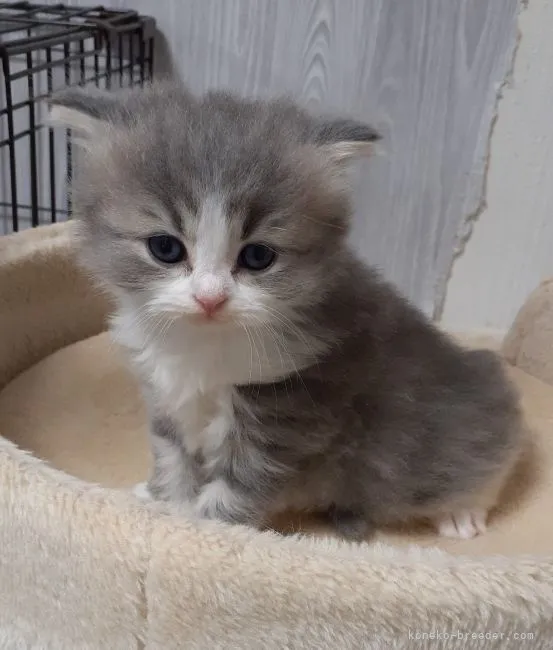 ID:2109-01216の子猫