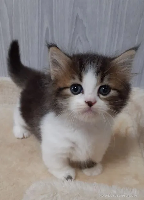 ID:2108-00726の子猫