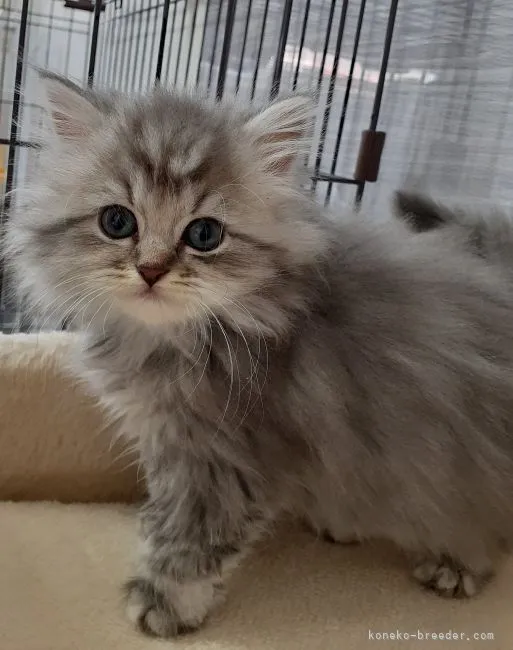 ID：2112-00047の子猫