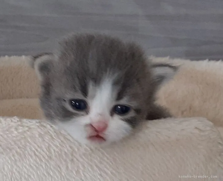 ID：2203-01349の子猫