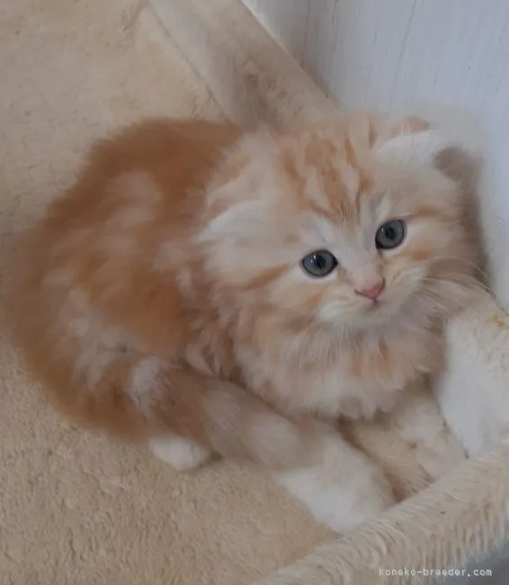 ID:2107-01430の子猫