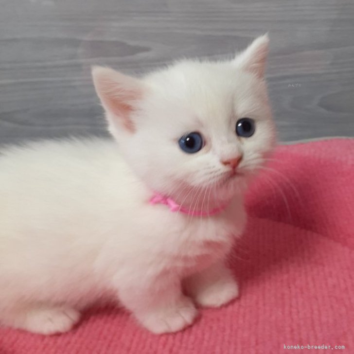 S.O 様のお迎えした子猫