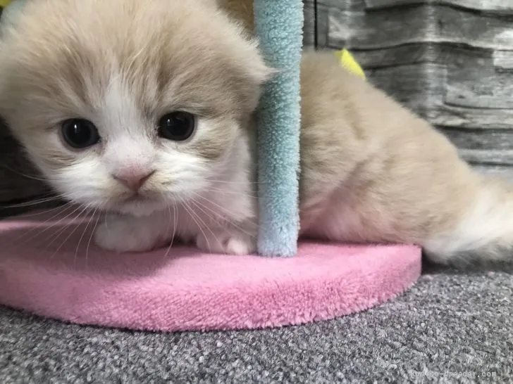 ID:2103-01001の子猫