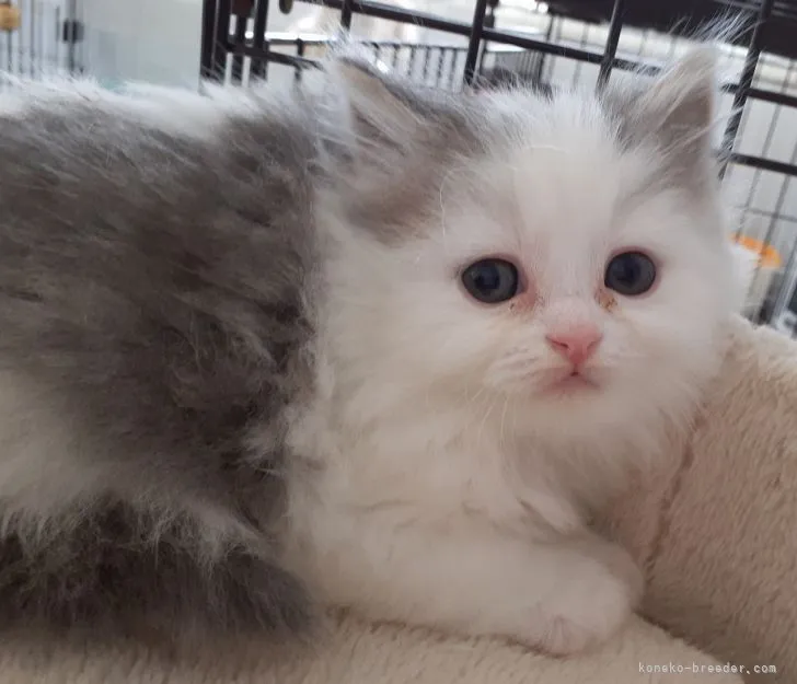 ID：2203-01351の子猫