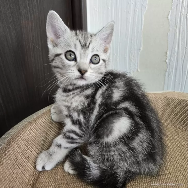 ID:2411-01913の子猫