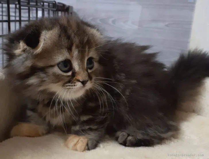 ID：2203-02204の子猫