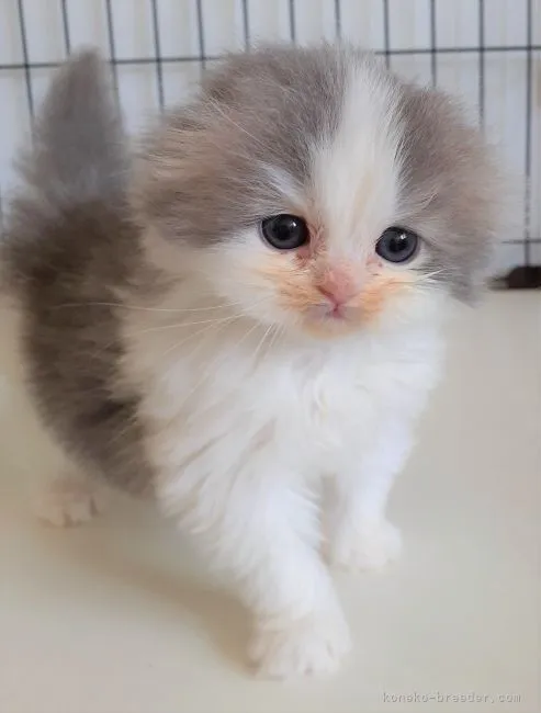 ID：2204-01784の子猫