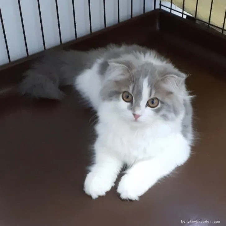 サトシ 様のお迎えした子猫