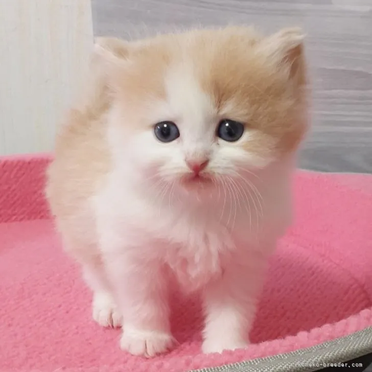 ID：2303-03123の子猫
