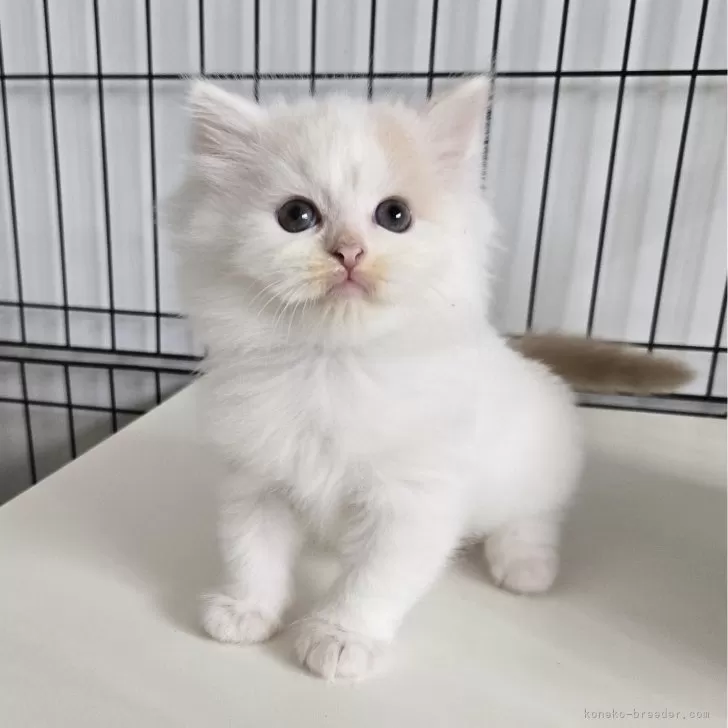 ID:2410-02627の子猫