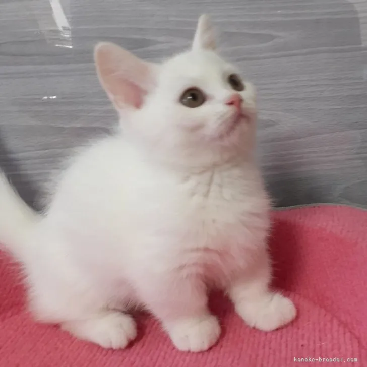 ID:2308-00496の子猫