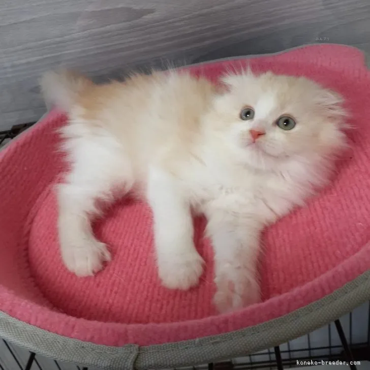 ID：2309-00801の子猫