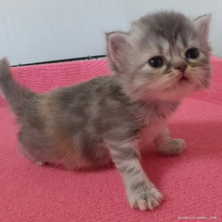 ID:2306-00389の子猫