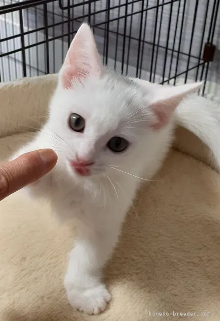 ID：2205-00061の子猫