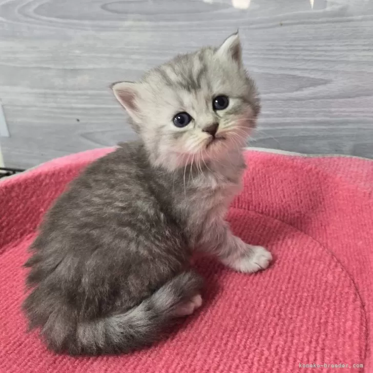 ミントウサギ 様のお迎えした子猫