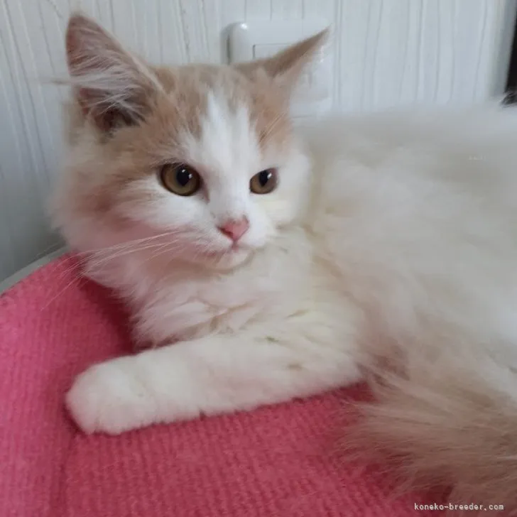 ID:2308-01702の子猫