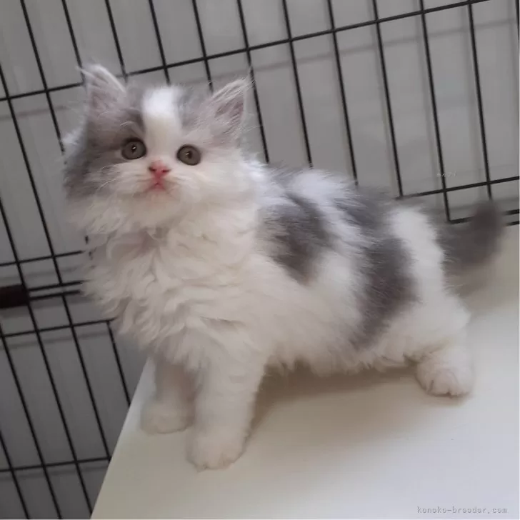 ID：2404-02231の子猫