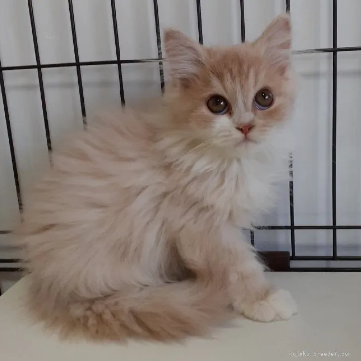 K.H 様のお迎えした子猫
