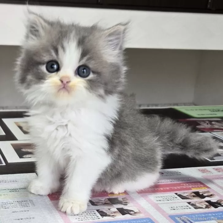 ID:2409-01293の子猫