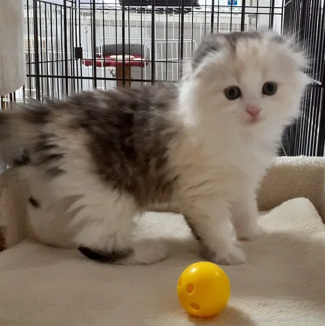 ID：2203-02205の子猫