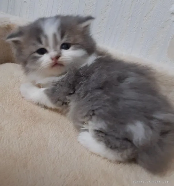 ID：2112-00045の子猫