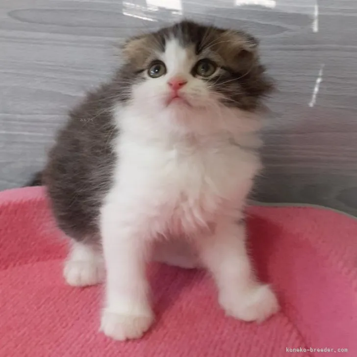 ID:2309-00802の子猫