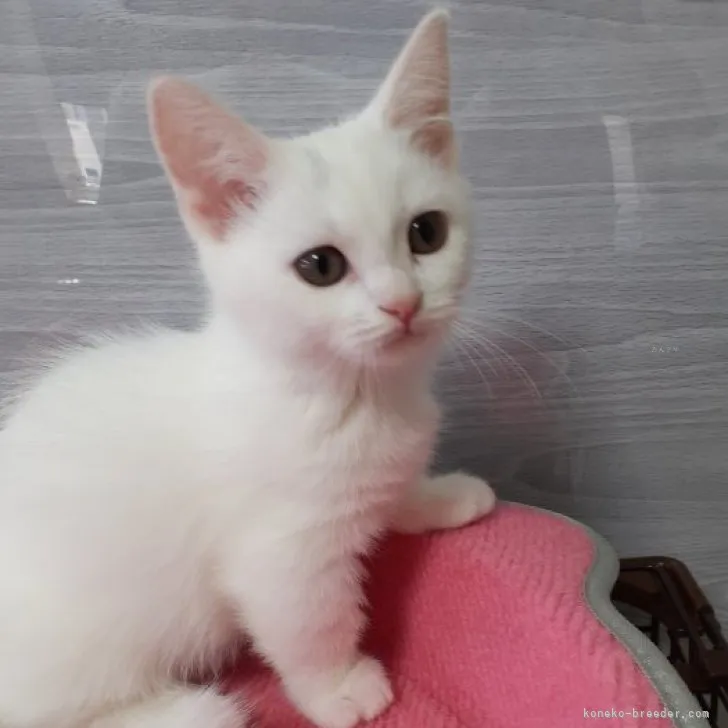 ID:2308-00500の子猫