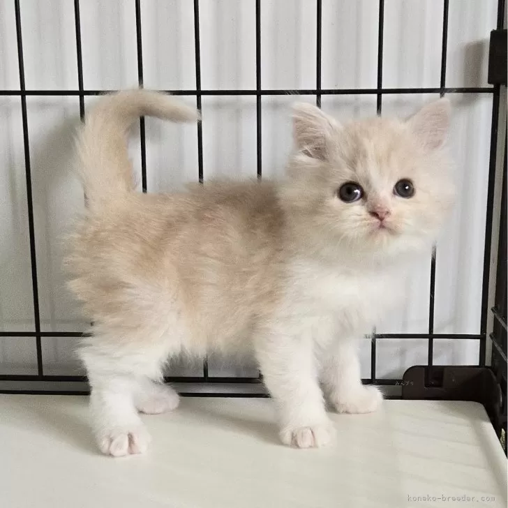 ID:2410-02626の子猫