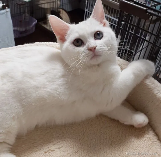 ID:2109-02267の子猫