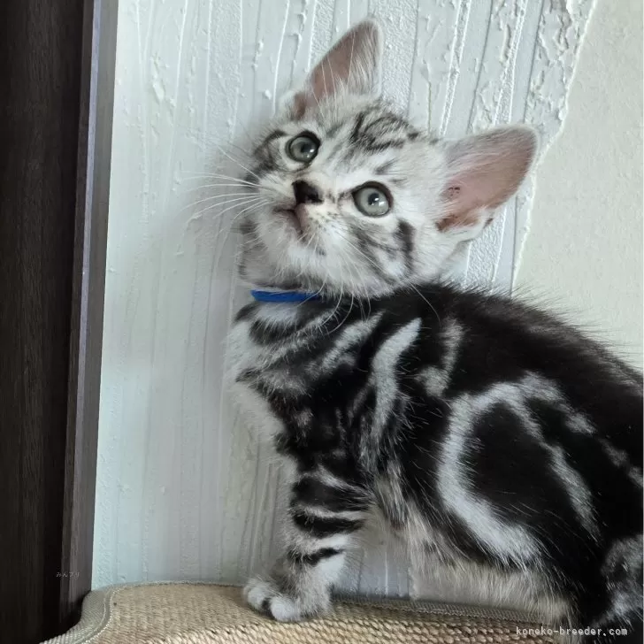 ID：2410-02412の子猫