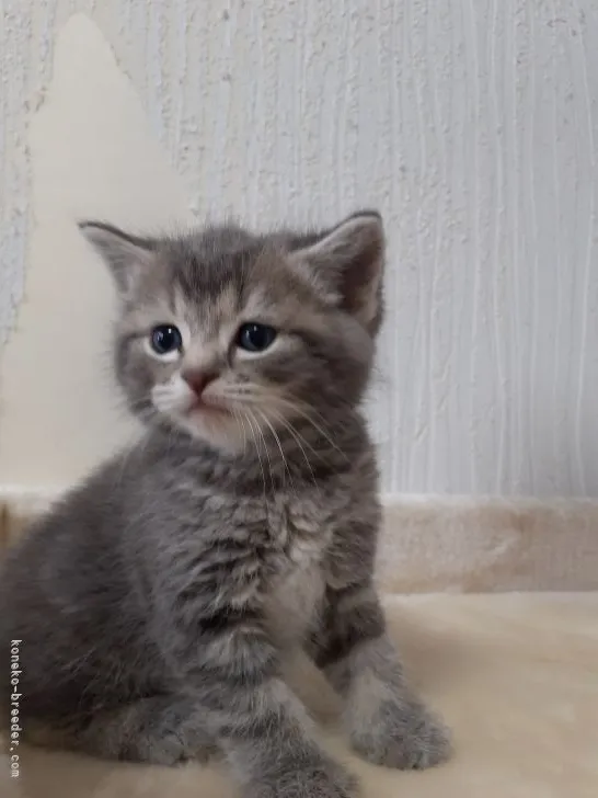 ID：2104-02354の子猫