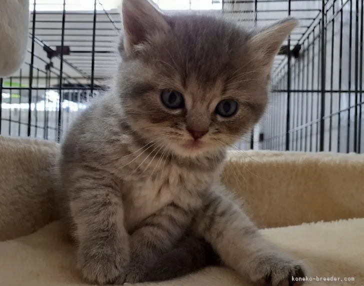 ID:2109-02272の子猫