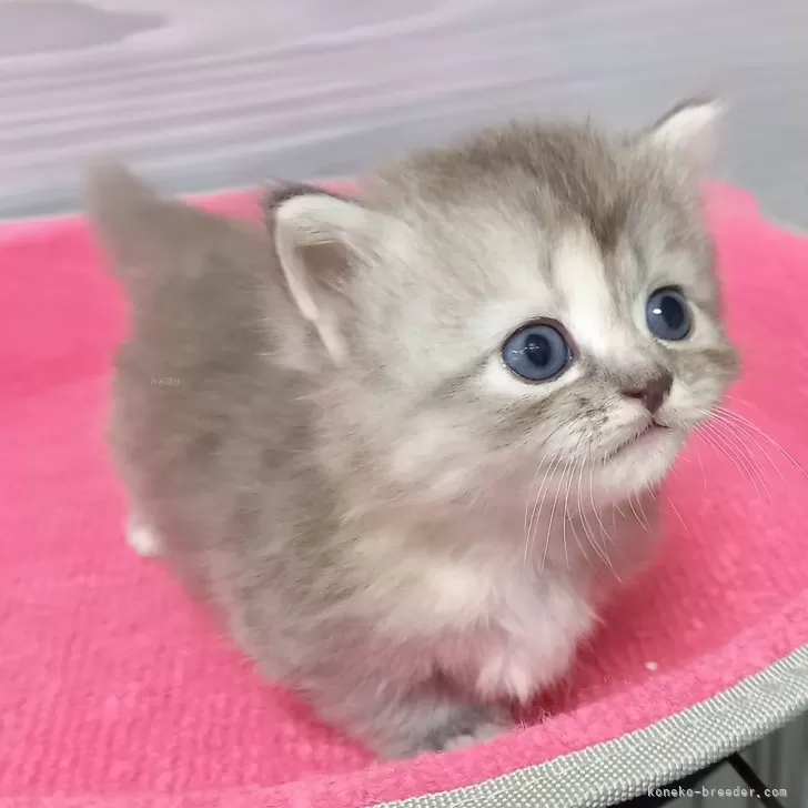 ID:2406-02698の子猫