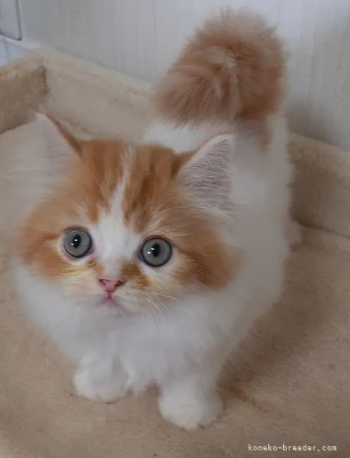 ID:2107-01432の子猫
