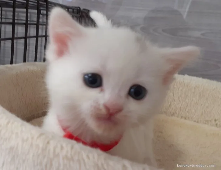ID:2205-00064の子猫