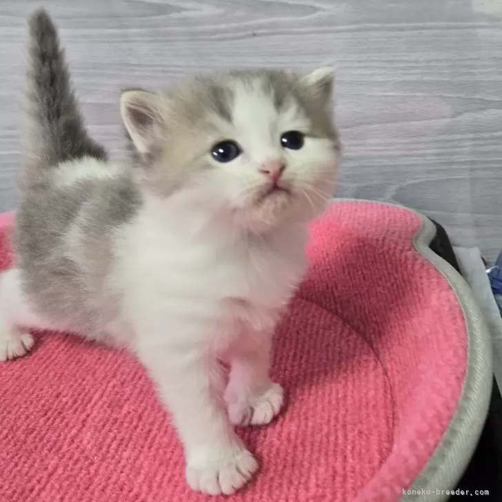 ごま君 様のお迎えした子猫
