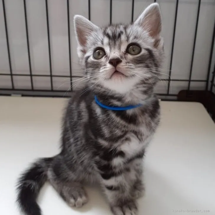 ID：2304-02443の子猫
