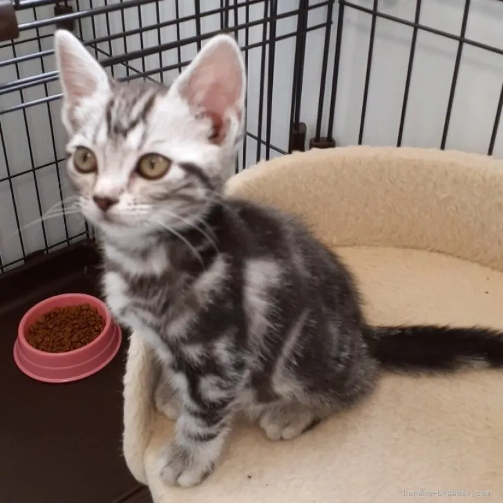 E.M 様のお迎えした子猫