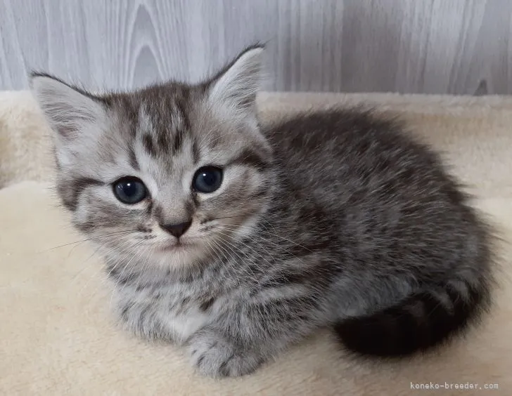 ID:2108-00724の子猫