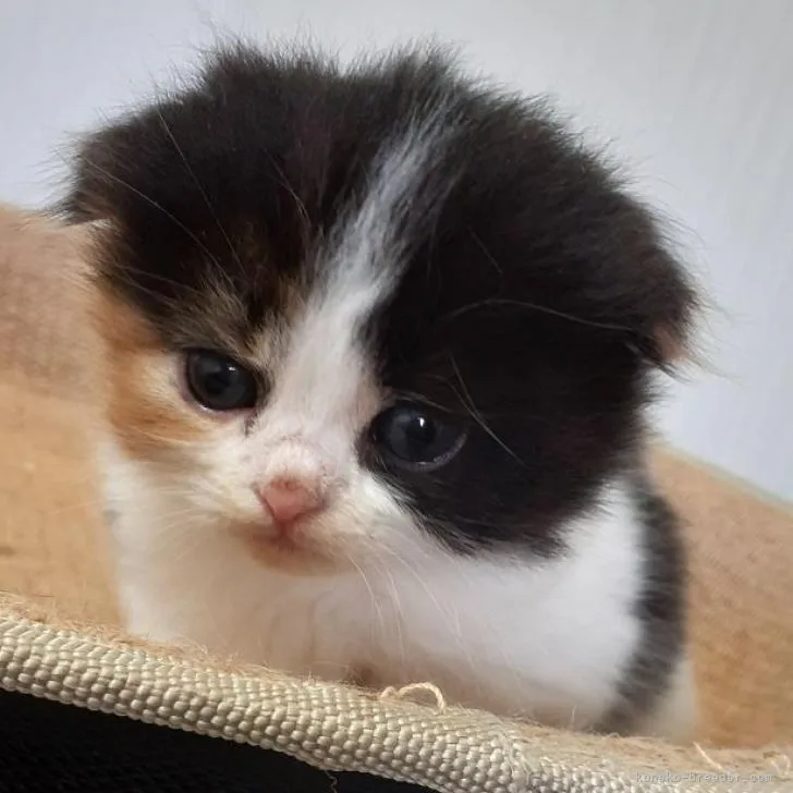 ID:2209-01393の子猫