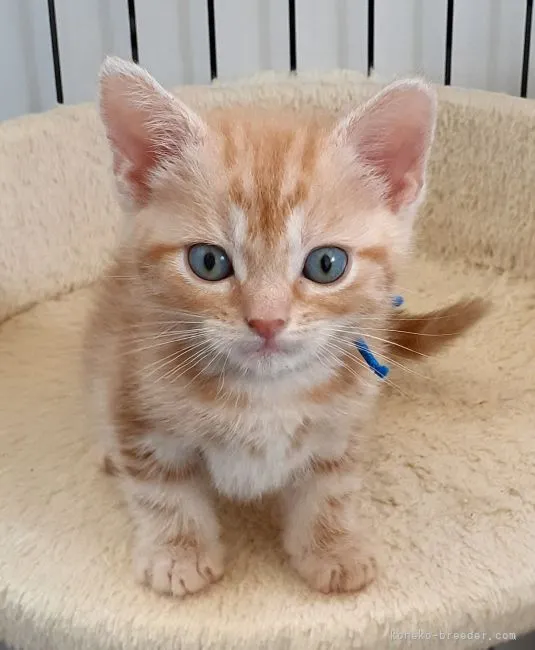 ID:2204-01170の子猫