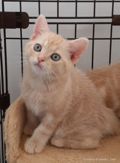 ID:2107-00259の子猫